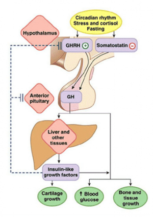 Variants of Growth Hormone and Exercise - San Antonio Pop Warner